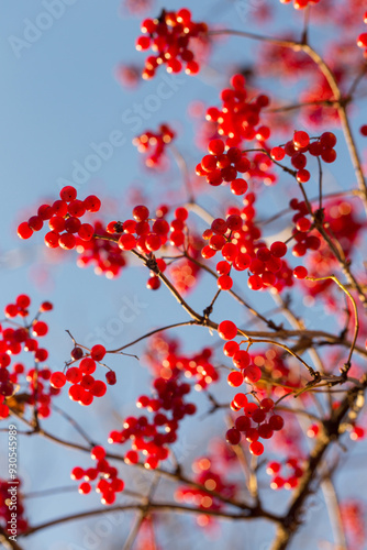 Bright red juicy ripe viburnum in the autumn garden on the background of the blue sky