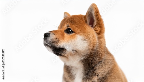 四国犬の子犬のポートレート（shikoku inu puppy portrait on white background）
 photo