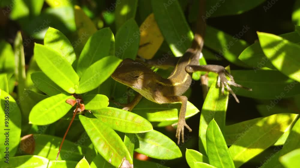 Brown gecko on green leaves in dense jungle. Lizard warming itself up in the early morning sunshine hiding amongst the leaves of plant Brown gecko on green leaves in dense jungle. Lizard warming itself up in the early morning sunshine hiding amongst the leaves of plant