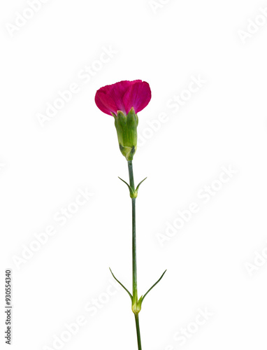 Collection carnation flowers on white background