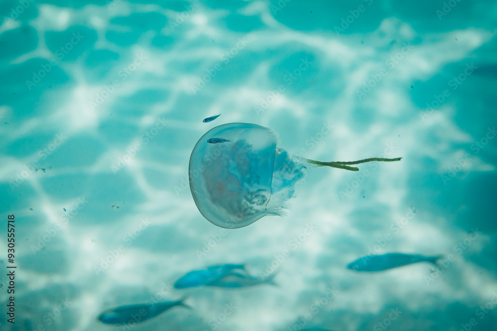 jellyfish in water jellyfish in water