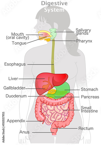Digestive system organs anatomy. Female human diagram. mouth, salivary glands, pharynx, gallbladder, stomach, small, large intestines, rectum, anus. Gray woman body, parts. Illustration. Vector