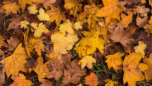 Beautiful autumn leaves fall season 