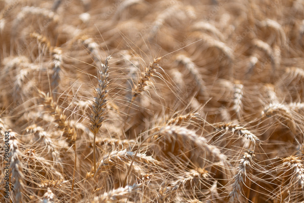 Fototapeta premium Agriculture field with ripe wheat harvest. Countryside farming. Barley grain and spikelet. Wheat ears background. Ripe barley field. Barley grain harvest. Crop harvest in summer. Barley grain