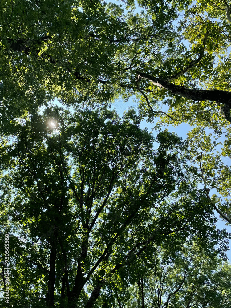 Fototapeta premium NYC trees