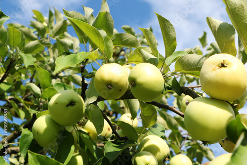 Big beautiful apples on a tree against the blue sky.