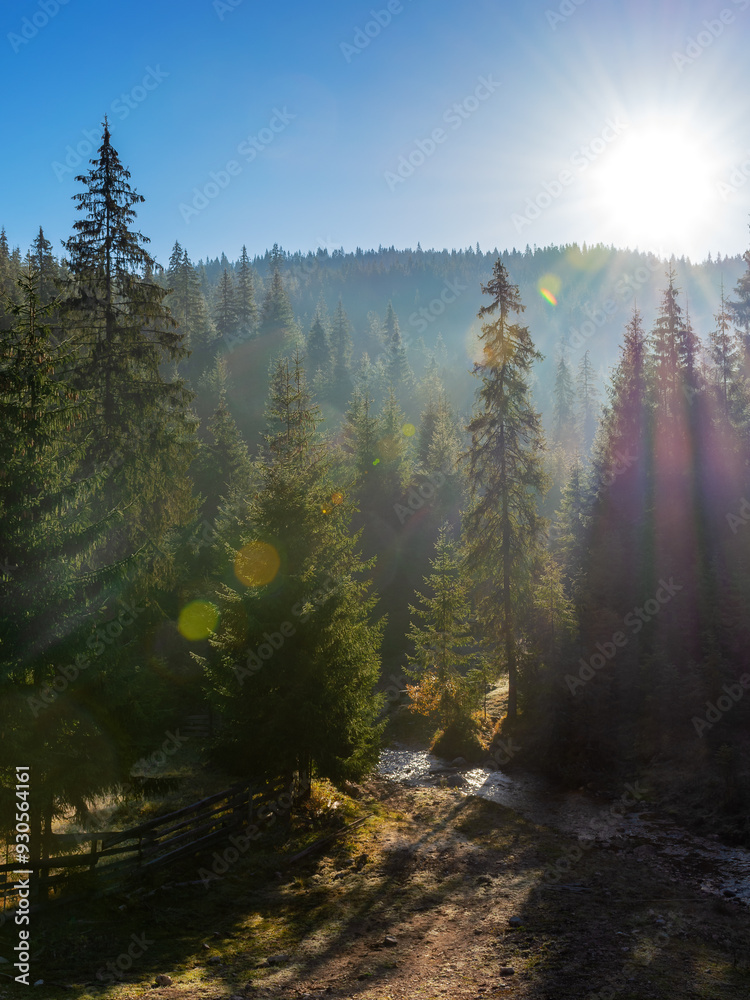 fir trees on a meadow down the hill to coniferous forest in foggy mountains of Romania. apuseni natural park