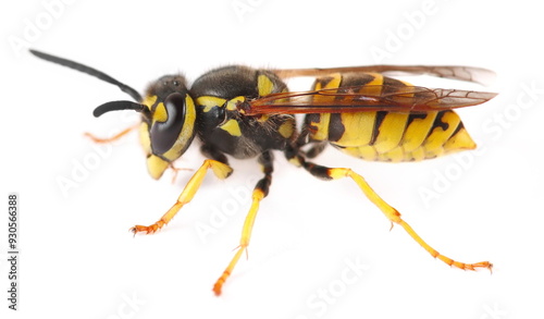 European small wasp isolated on white