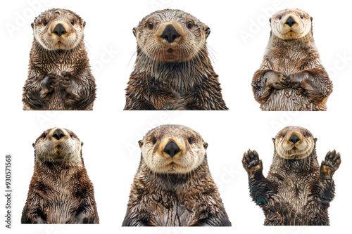 Six Sea Otters With Varying Expressions and Poses photo