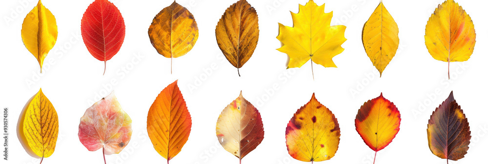Obraz premium Selection of Yellow and Red Autumn Leaves