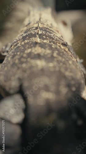 Wallpaper Mural Large lizards in the rainforest jungle of a tropical country  Torontodigital.ca