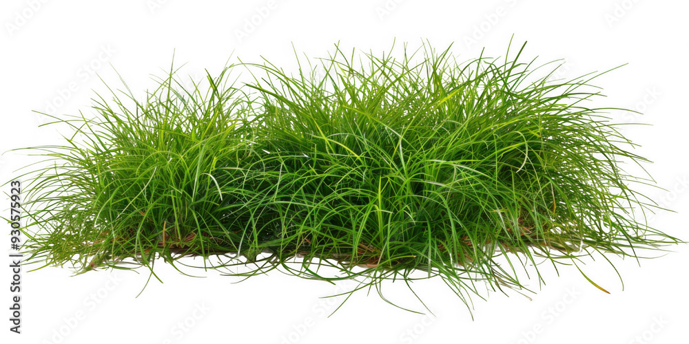 Clump of Green Grass Clump of Green Grass