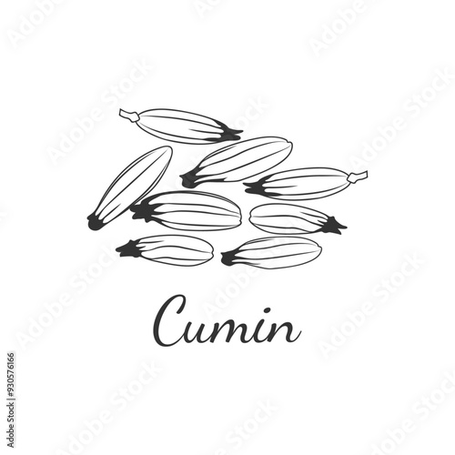 Cumin. Cumin seeds, hand drawn. Cooking. Medical herbs and spices.  Suitable for labeling. Vector illustration in doodle style.