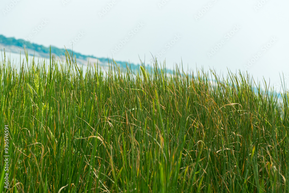 Obraz premium green grass in a meadow or field. Selective focus.