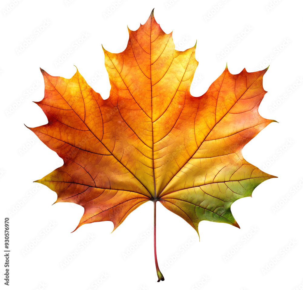 PNG vivid orange maple leaf close-up transparent PNG vivid orange maple leaf close-up transparent