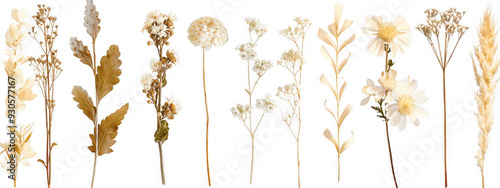 Dried White Flowers and Leaves