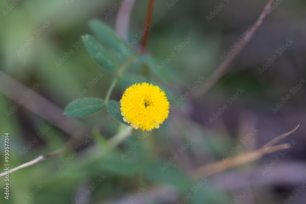 Close-up of a yellow wildflower with green leaves, set against a blurred natural background. Close-up of a yellow wildflower with green leaves, set against a blurred natural background.