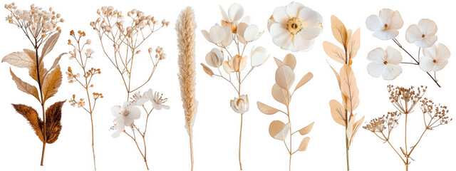 Dried White Flowers and Leaves
