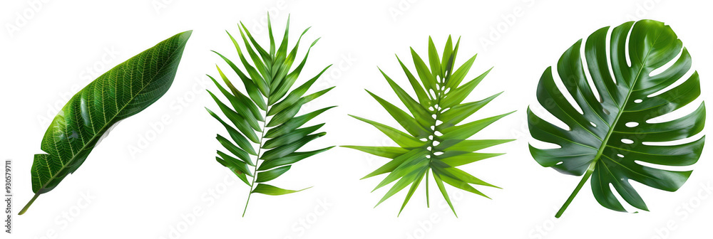 Set of Green Tropical Leaves Set of Green Tropical Leaves