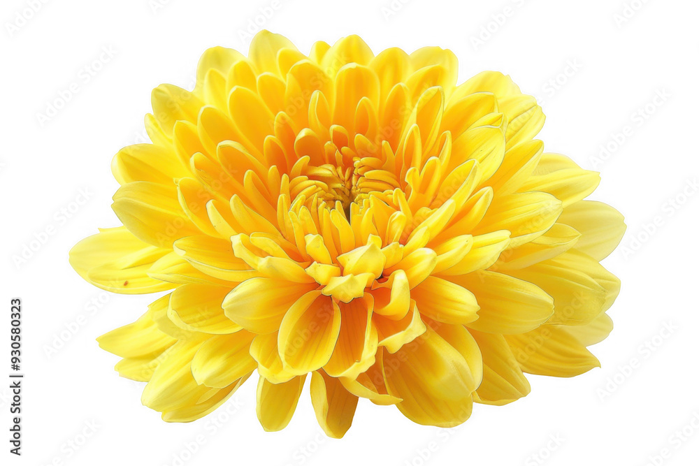 Yellow Chrysanthemum Flower Yellow Chrysanthemum Flower