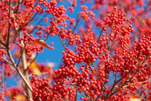 rowan tree with red berry close up background