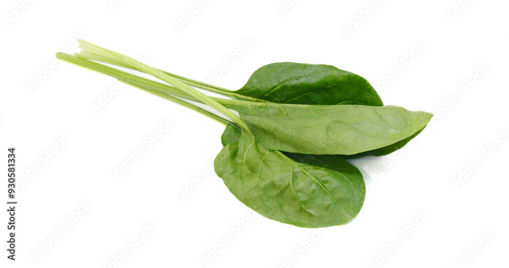 Green spinach leaves on white background Green spinach leaves on white background