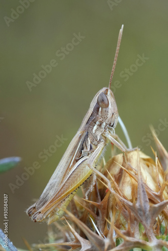 Vertical closeup on a Jersey grasshopper, Euchorthippus elegantulus in Southern France photo