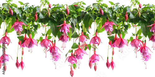 Wallpaper Mural Hanging Fuchsia Flowers Torontodigital.ca