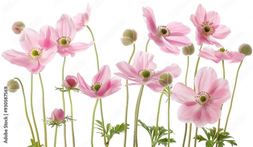 Obraz premium Pastel Pink Anemone Flowers
