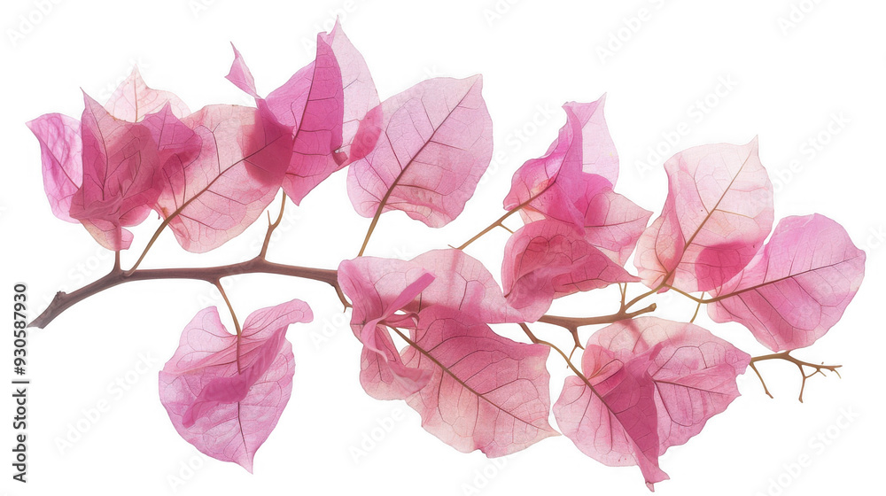 Branch of Pink Bougainvillea Flowers Branch of Pink Bougainvillea Flowers