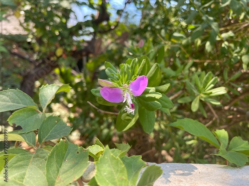 closeup of beautiful Polygala myrtifolia flowers in the garden photo