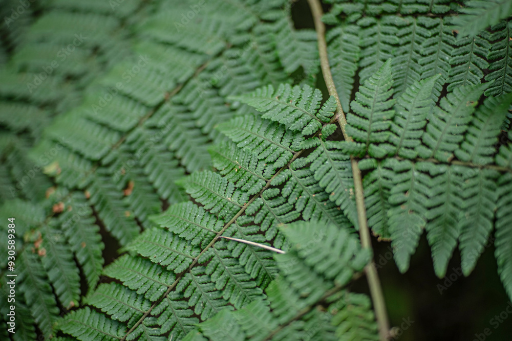 fern leaf background fern leaf background