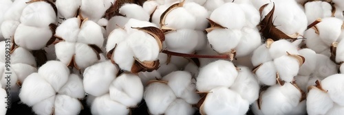 Close up shot of a bunch of soft white cotton bolls. The bolls are fluffy and delicate, and they are arranged in a tight cluster.
