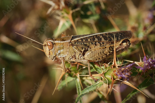 Closeup on a European short-horned grasshopper species, Calliptamus in Southern France photo