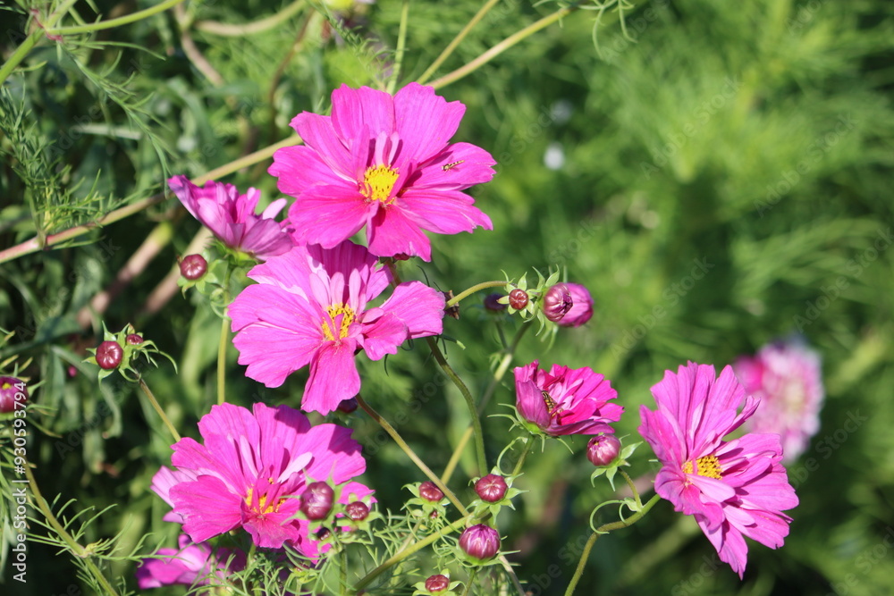 Sweden. Cosmos bipinnatus, commonly called the garden cosmos or Mexican aster, is a medium-sized flowering herbaceous plant in the daisy family Asteraceae, native to the Americas. Sweden. Cosmos bipinnatus, commonly called the garden cosmos or Mexican aster, is a medium-sized flowering herbaceous plant in the daisy family Asteraceae, native to the Americas.