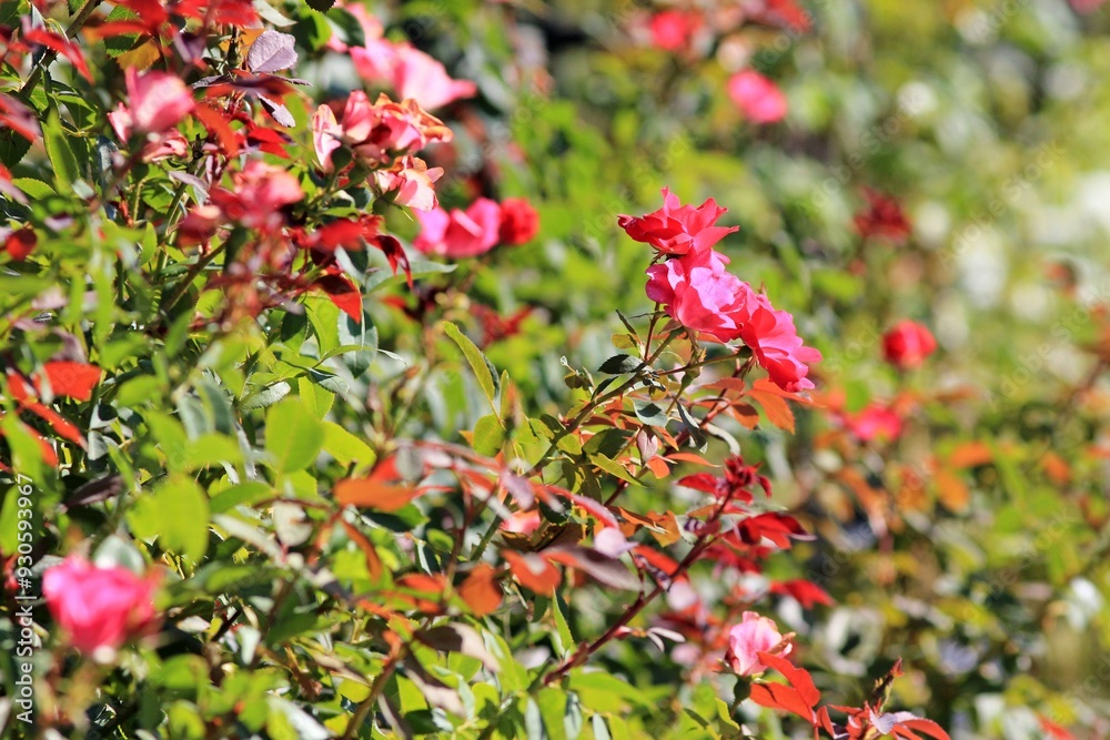 Pink roses in the park on a blurred background
Pink roses in the park on a blurred background