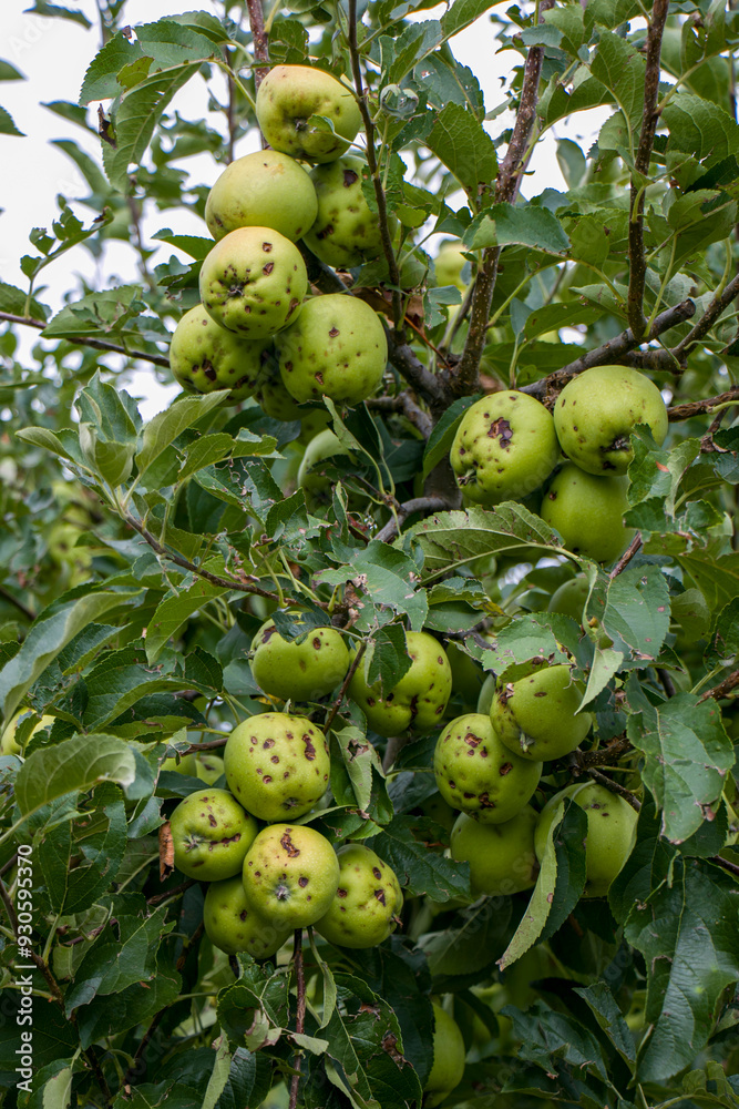 Apples damaged by hail. Ripening of fruits damaged by hail. The hail damaged the apples and leaves on the apple tree. Apples damaged by hail. Ripening of fruits damaged by hail. The hail damaged the apples and leaves on the apple tree.