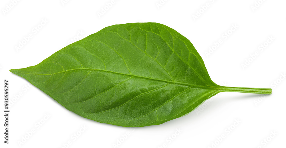 Sweet pepper leaf closeup isolated on white background Sweet pepper leaf closeup isolated on white background