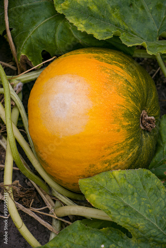 Sunscald of Pumpkin. Pumpkin is damaged by sunburn. Hot and sunny days contribute to pumpkin sunburn. Sun damage to pumpkin fruits