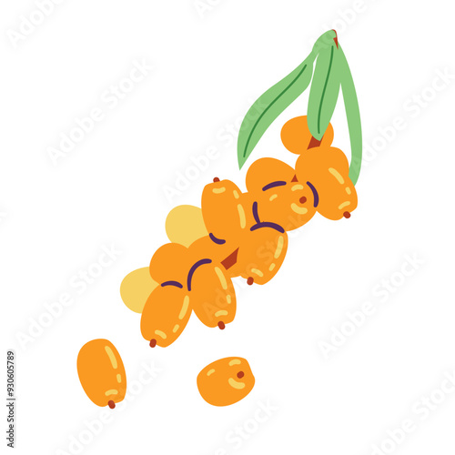 Sea-buckthorn vector illustration isolated on white.