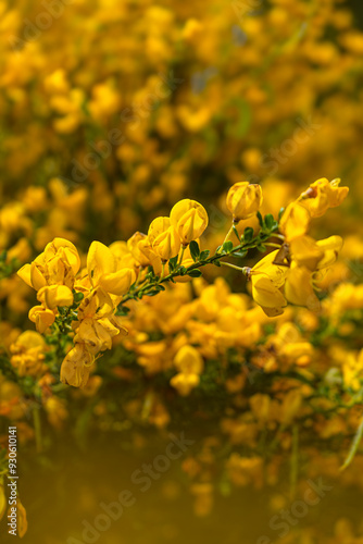 Ginestra in Sila photo