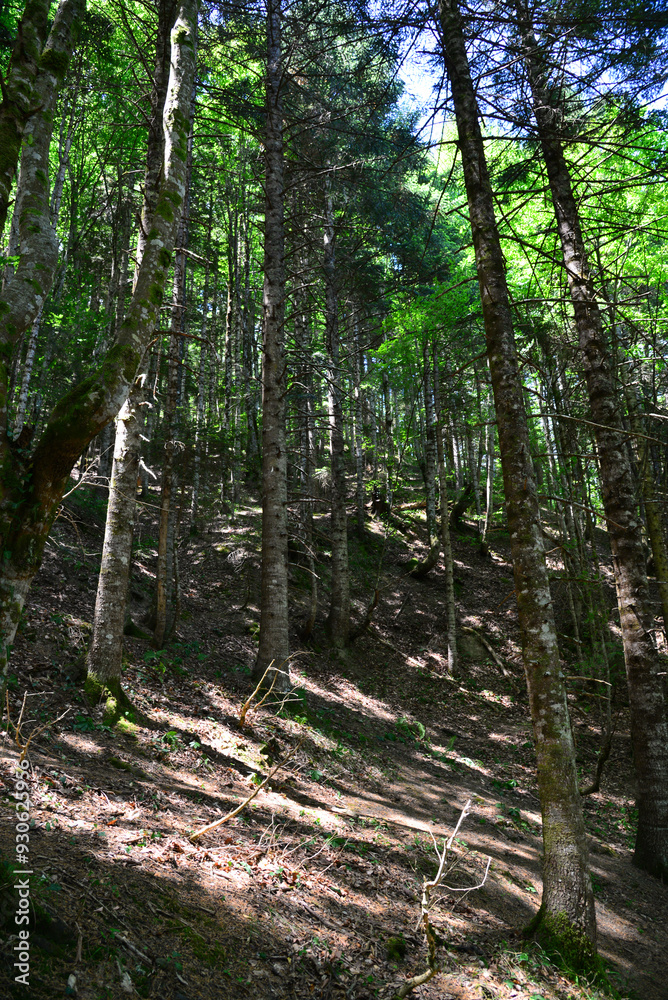 A view from the Valla Canyon hike, one of the highest canyons in the world, located in Kastamonu, Turkey
A view from the Valla Canyon hike, one of the highest canyons in the world, located in Kastamonu, Turkey