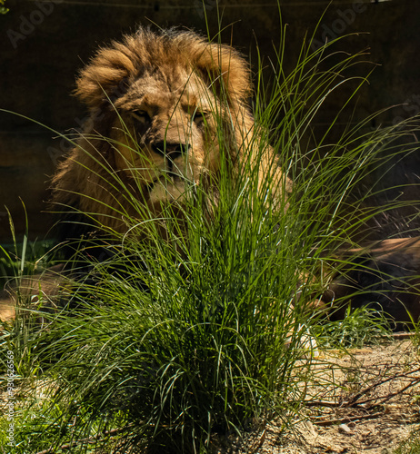 Löwe lauert im hohen Gras photo