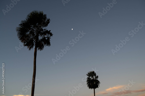 Atardecer increíble en el Bañado La Estrella, Formosa, Argentina. Su flora y su fauna en estado salvaje, donde el jabirú, la cigüeña más grande de sudamérica, se destaca junto al palmar que predomina. photo