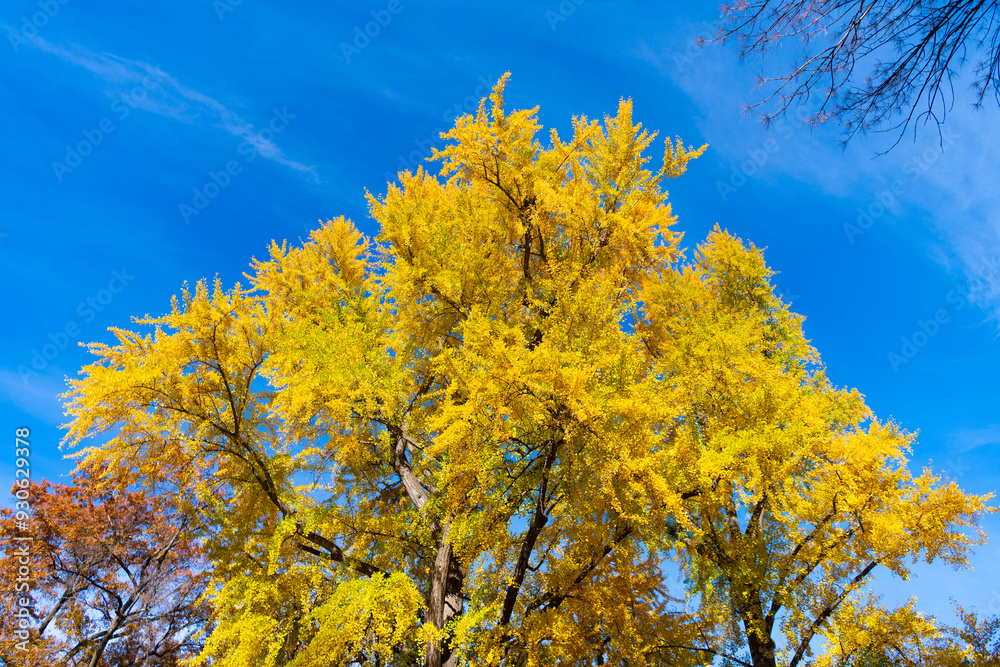 Autumnal season in the park. Seasonal leaves on tree. Natural autumn or fall season. Autumn forest nature. Nature in forest. Fall outdoor. Autumn tree on sky. Nature in fall season. Scenic drives Autumnal season in the park. Seasonal leaves on tree. Natural autumn or fall season. Autumn forest nature. Nature in forest. Fall outdoor. Autumn tree on sky. Nature in fall season. Scenic drives