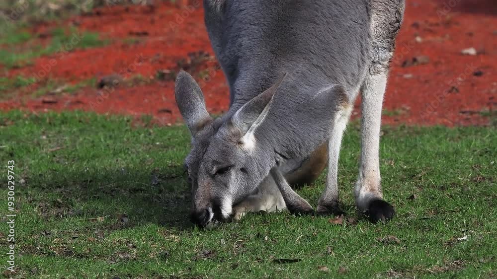 Red kangaroo eating grass in a meadow Red kangaroo eating grass in a meadow