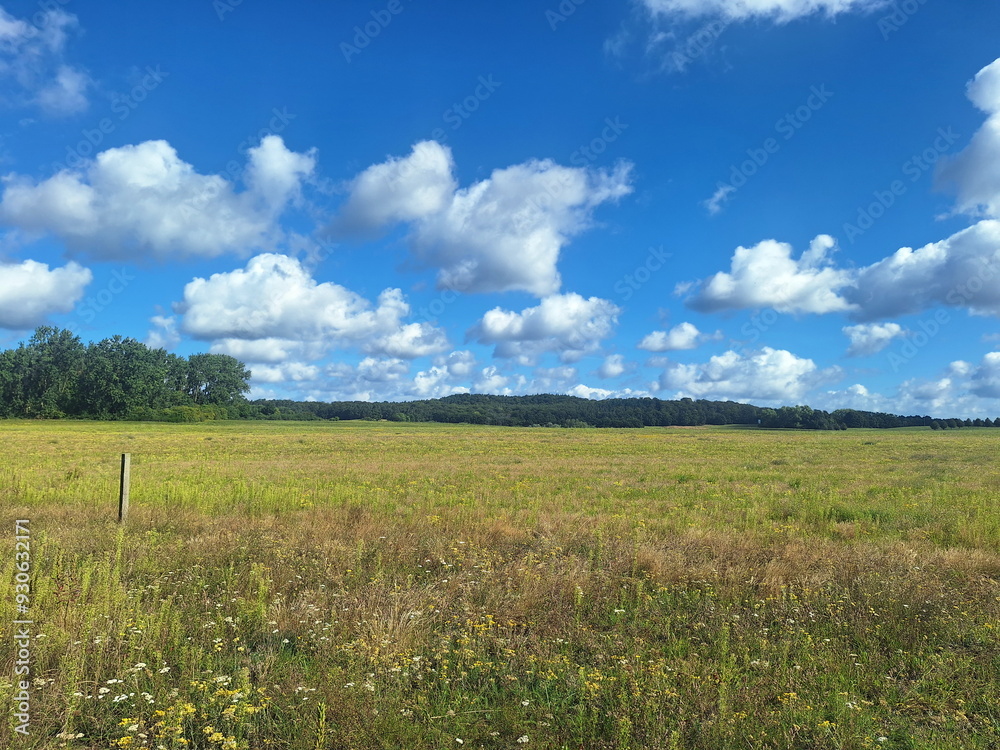 Fototapeta premium Wiese auf Usedom