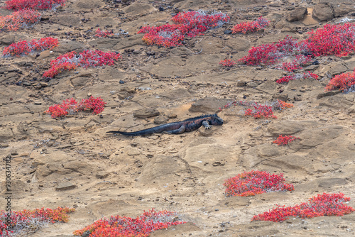 Galapagos marine iguana (Amblyrhynchus cristatus)
with sea purslane (Sesuvium portulacastrum), Espanola Island, Galapagos national park, Ecuador. photo