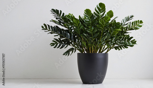 Zamioculcas zamiifolia 'Raven' in an elegant pot, thick shiny black leaves, simple white pot isolated background