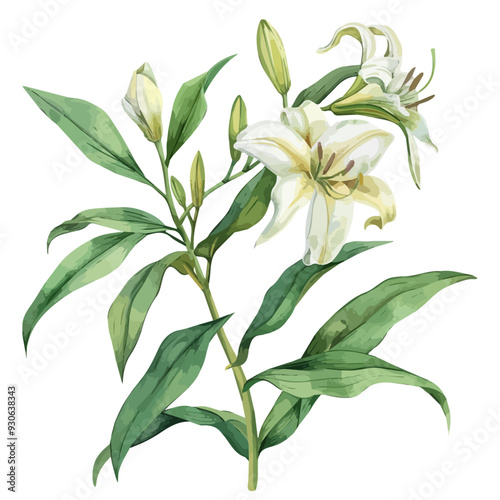 Watercolor vector of lily plant, isolated on a white background, and lily plant vector